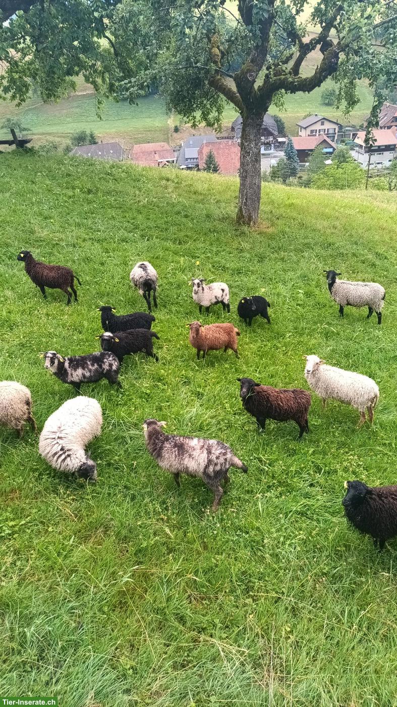 Bild 3: Junger Ouessant Bock zu verkaufen