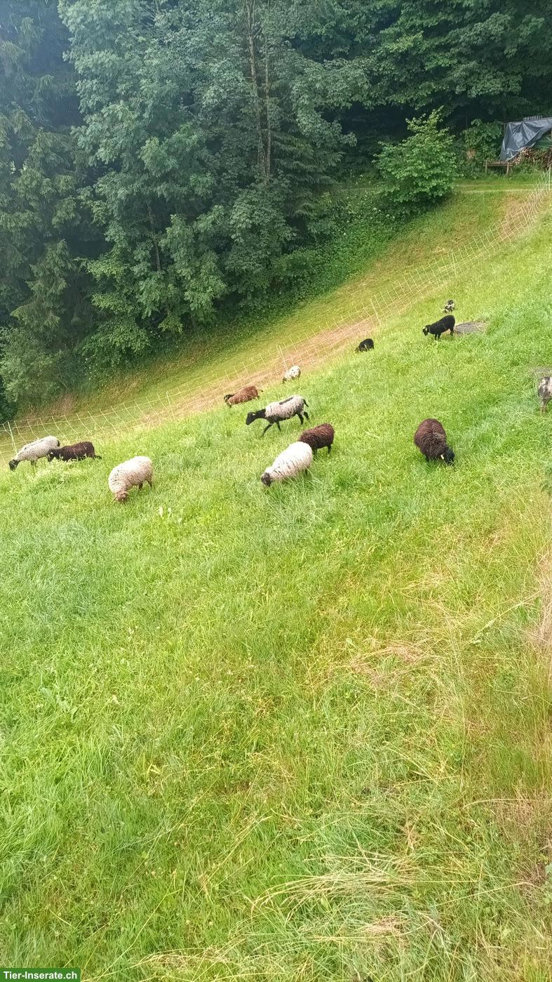 Bild 4: Junger Ouessant Bock zu verkaufen