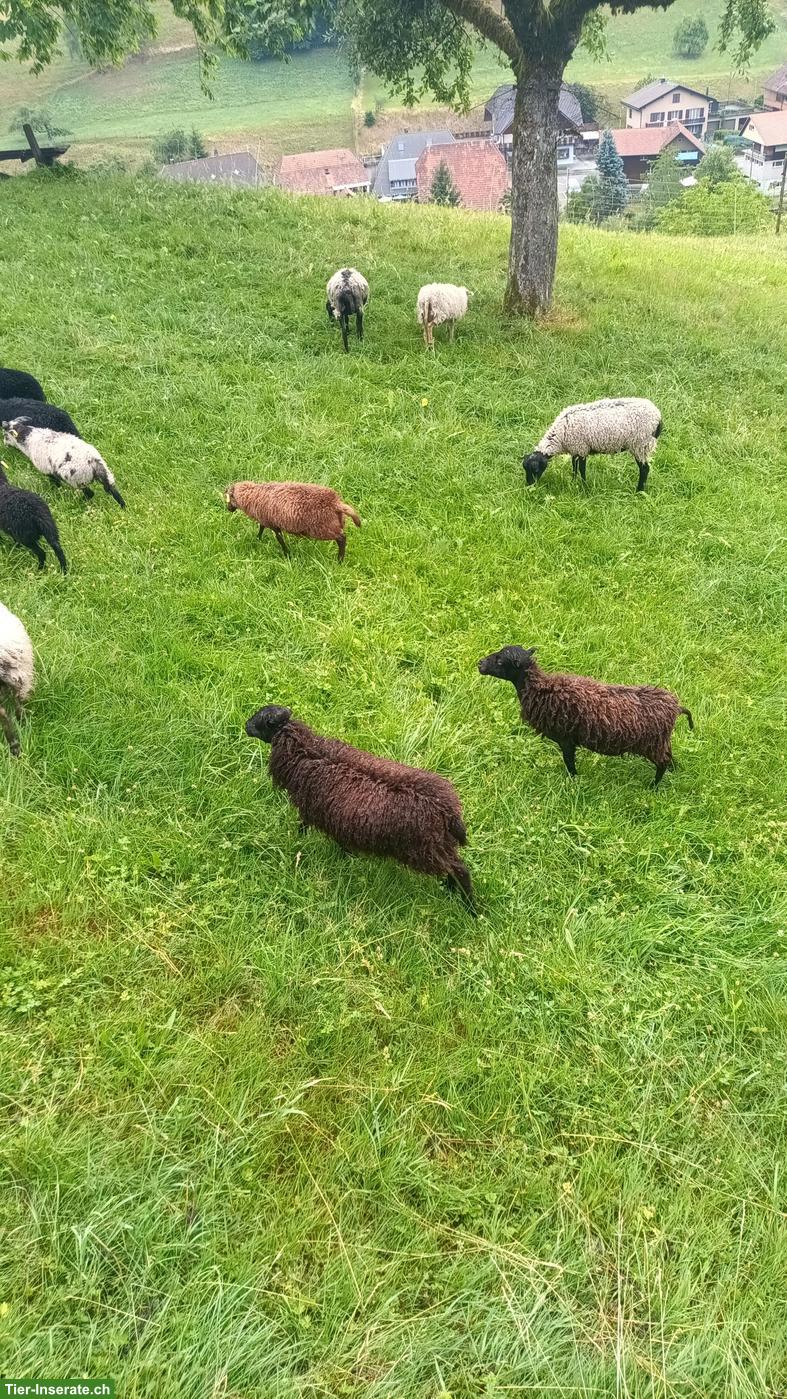 Bild 5: Junger Ouessant Bock zu verkaufen