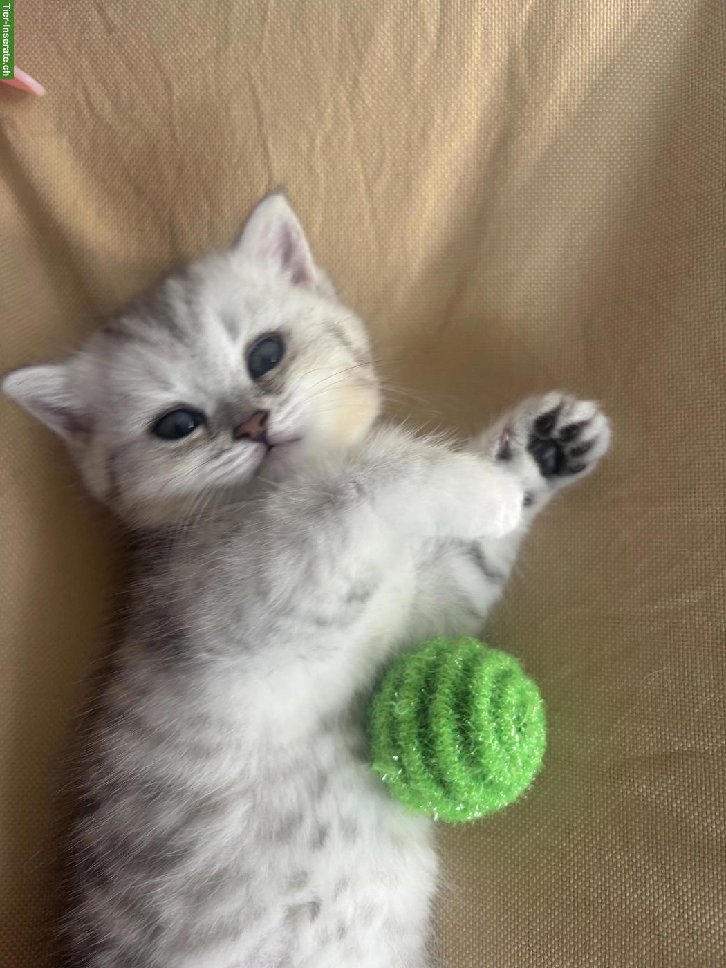 BKH x Norwegische Waldkatze Kitten, weiblich