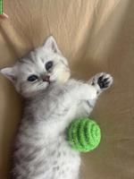 BKH x Norwegische Waldkatze Kitten, weiblich