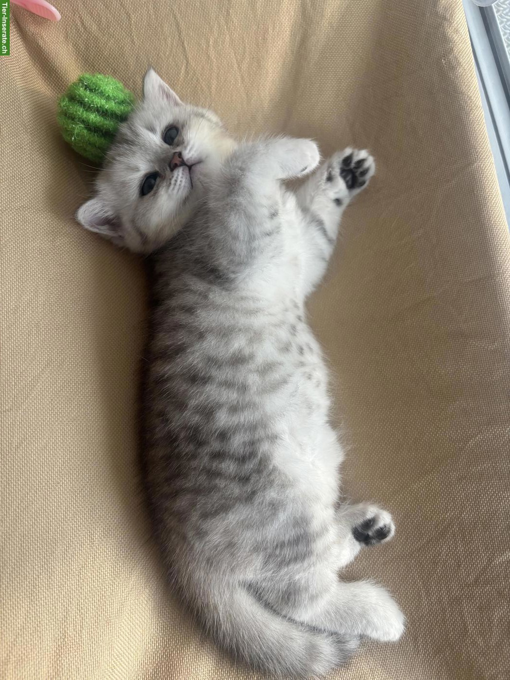 Bild 2: BKH x Norwegische Waldkatze Kitten, weiblich