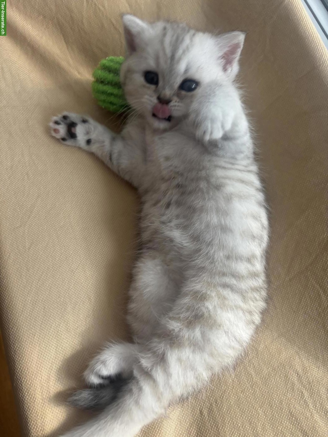 Bild 3: BKH x Norwegische Waldkatze Kitten, weiblich