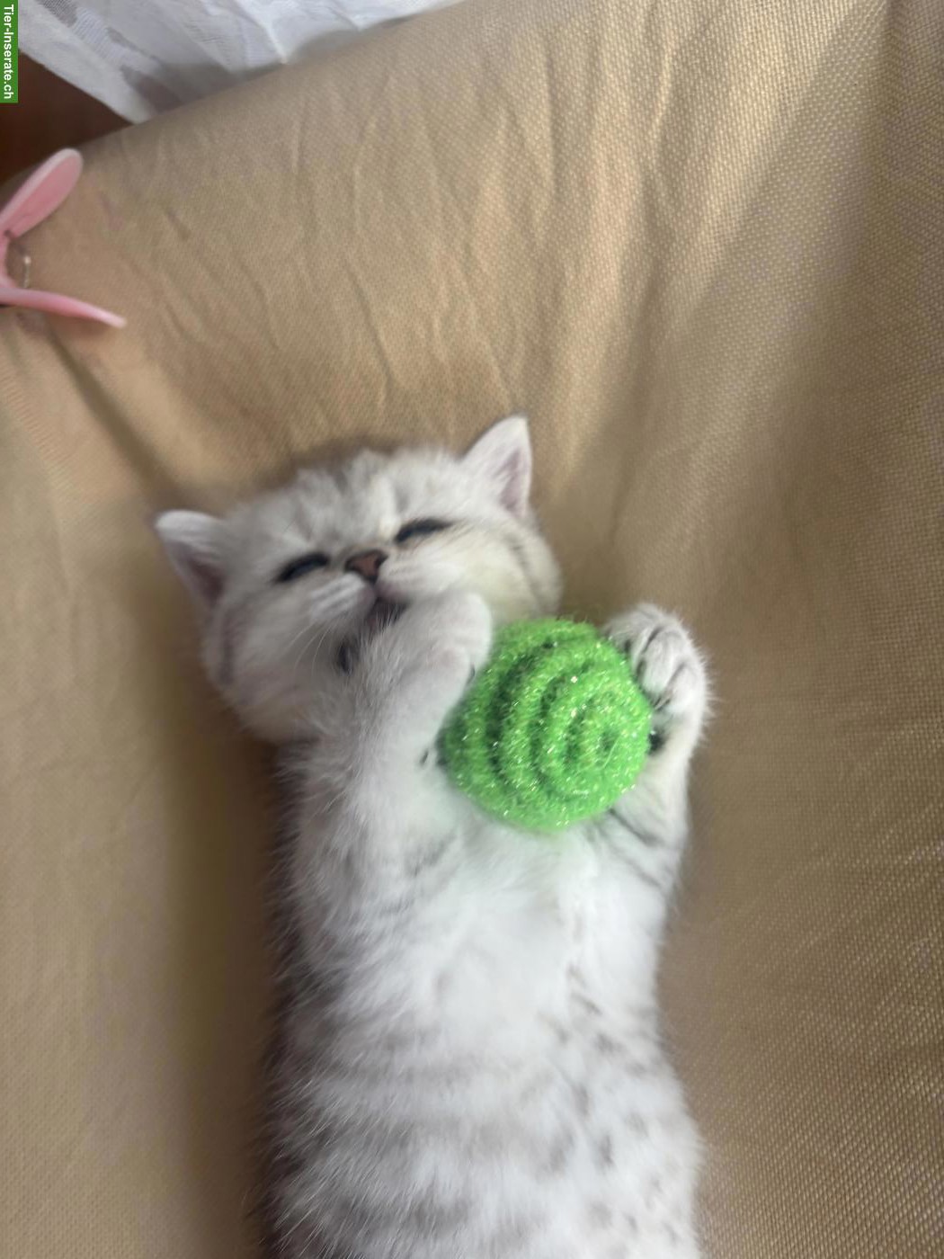 Bild 4: BKH x Norwegische Waldkatze Kitten, weiblich