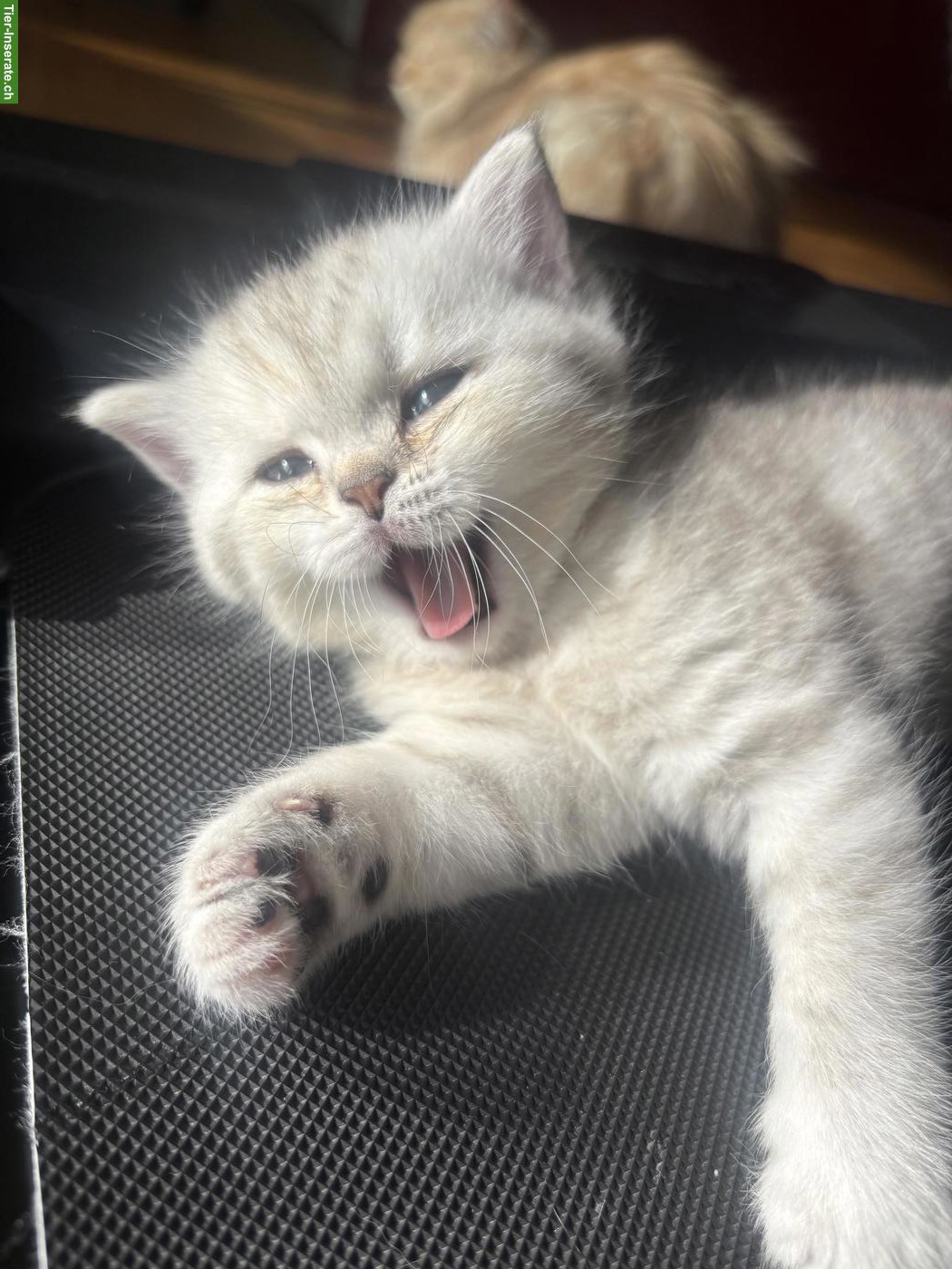 Bild 5: BKH x Norwegische Waldkatze Kitten, weiblich