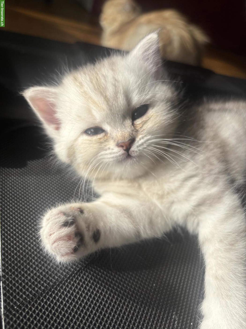 Bild 6: BKH x Norwegische Waldkatze Kitten, weiblich