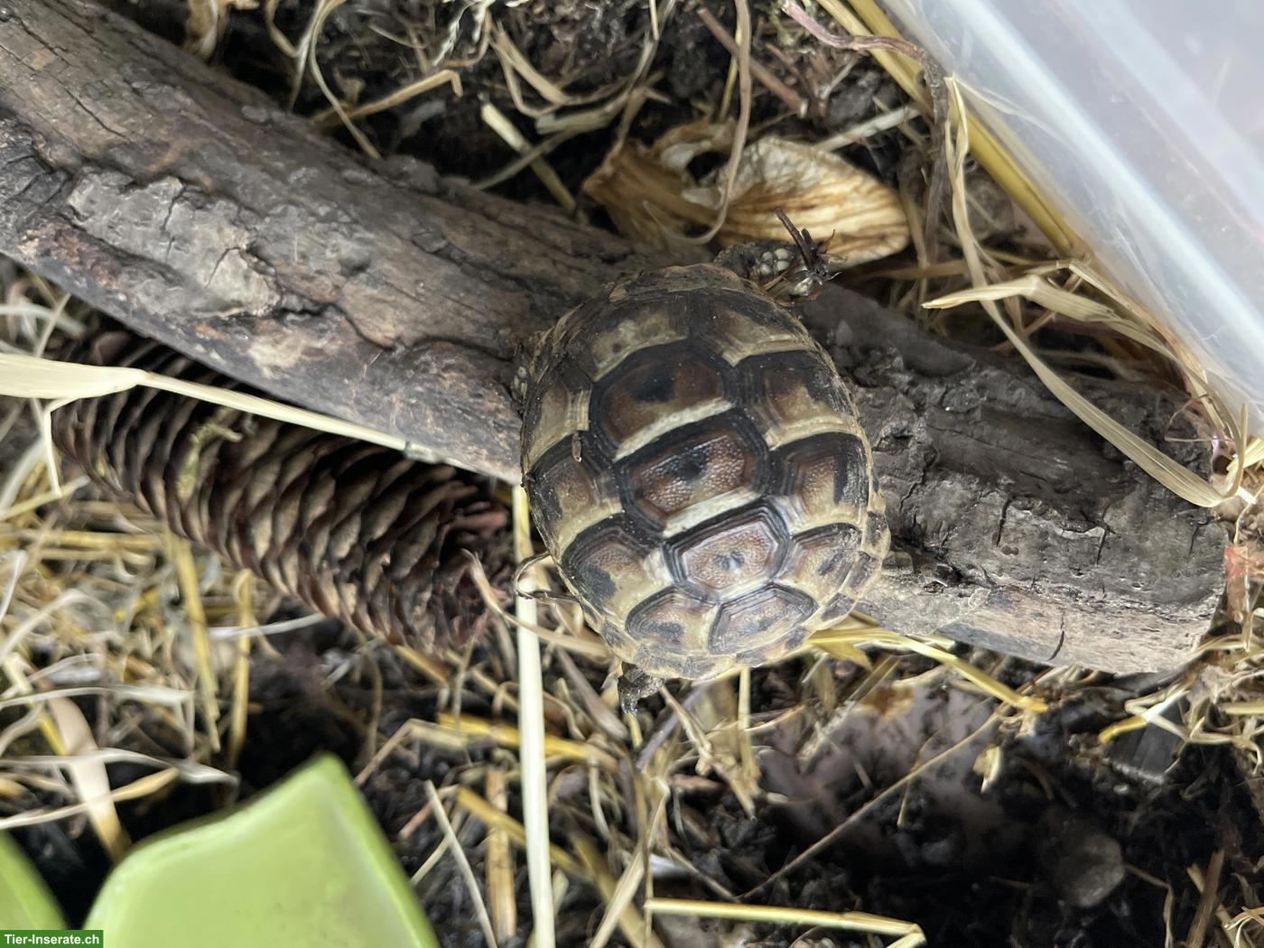 Griechische Landschildkröten Babys