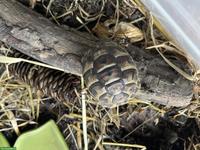 Griechische Landschildkröten Babys