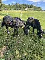 2 einmalige Shettys suchen neues Zuhause