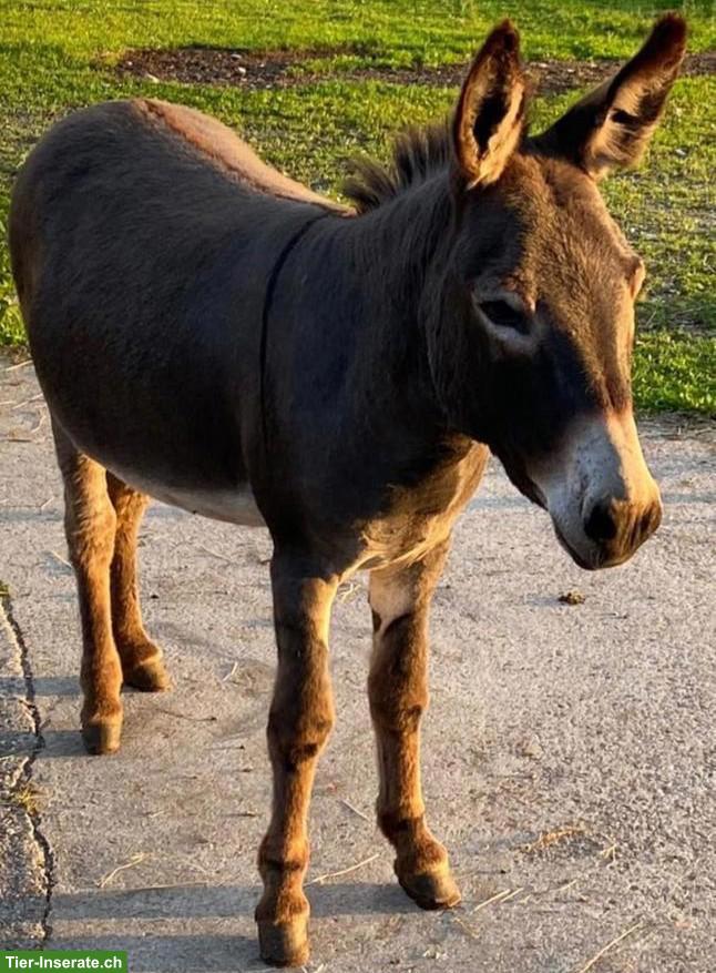 Zwergesel Wallach, 2-jährig, zu verkaufen