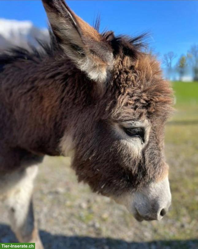 Bild 2: Zwergesel Wallach, 2-jährig, zu verkaufen