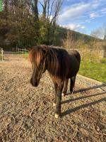 Suchen Stallhilfe für Isländerstall in 8645 Jona SG