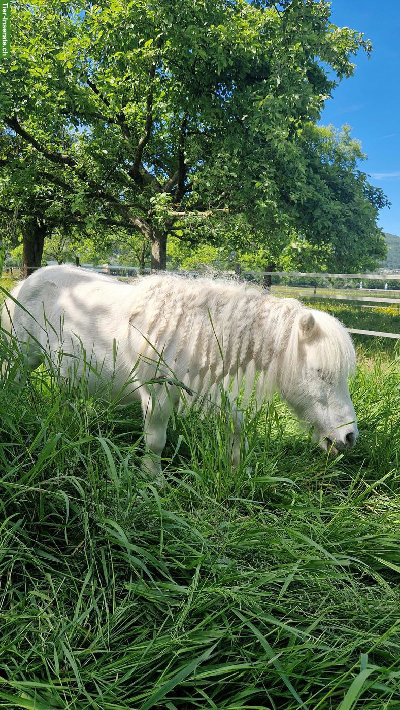 Mini-Shetty, Mini Shetlandpony ans Futter gesucht!