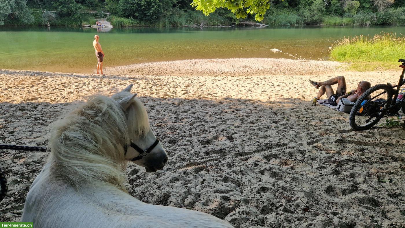 Bild 2: Mini-Shetty, Mini Shetlandpony ans Futter gesucht!