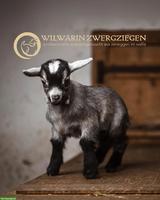 Wunderschöne Zwergziegen Gitzi zu verkaufen
