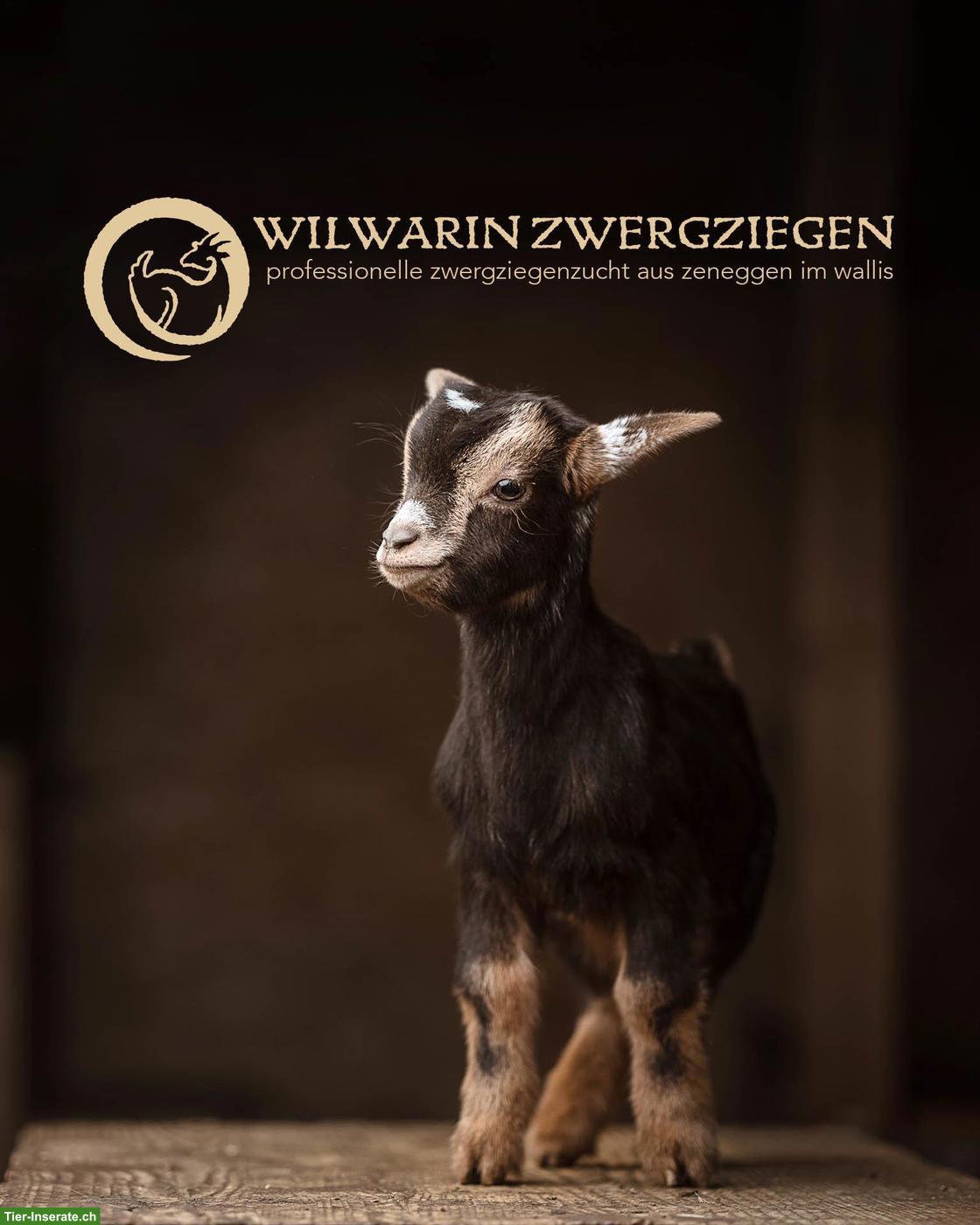 Bild 2: Wunderschöne Zwergziegen Gitzi zu verkaufen