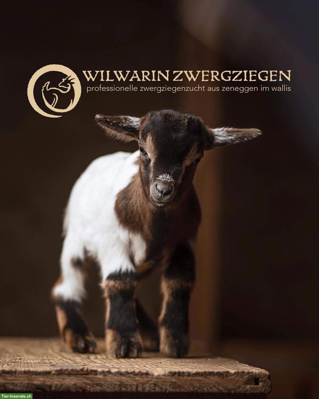 Bild 3: Wunderschöne Zwergziegen Gitzi zu verkaufen