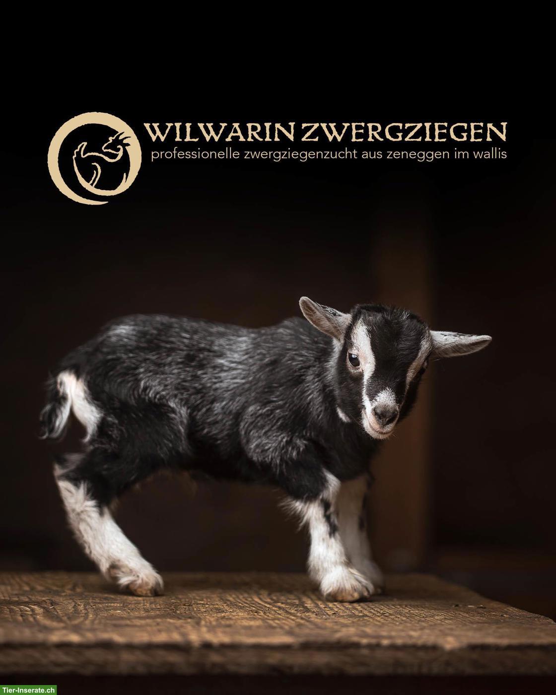 Bild 4: Wunderschöne Zwergziegen Gitzi zu verkaufen