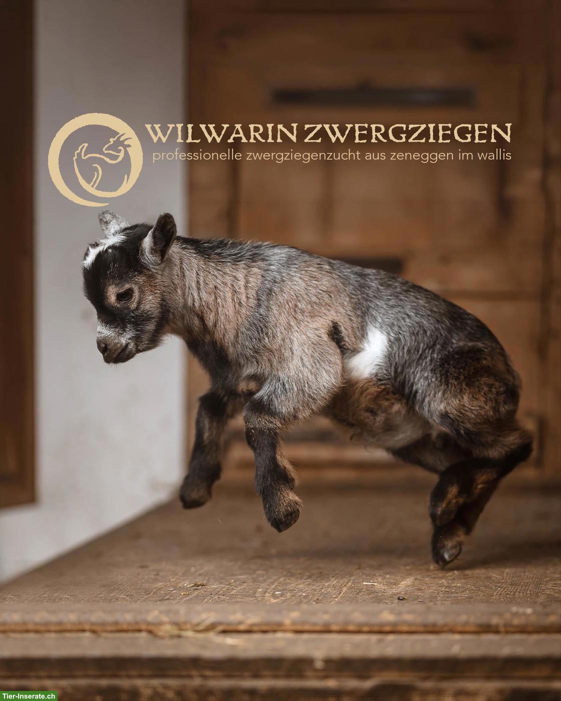 Bild 5: Wunderschöne Zwergziegen Gitzi zu verkaufen