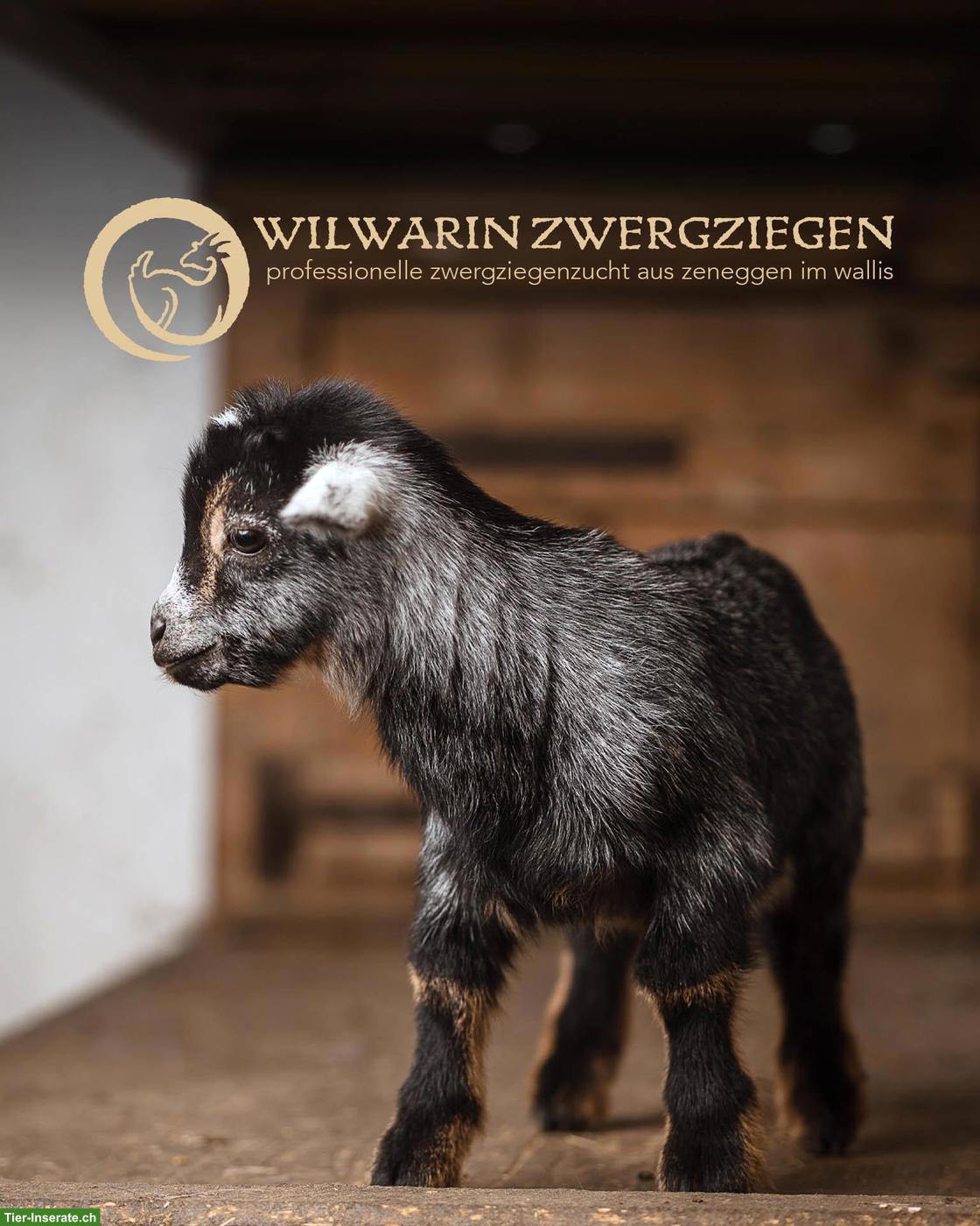 Bild 6: Wunderschöne Zwergziegen Gitzi zu verkaufen