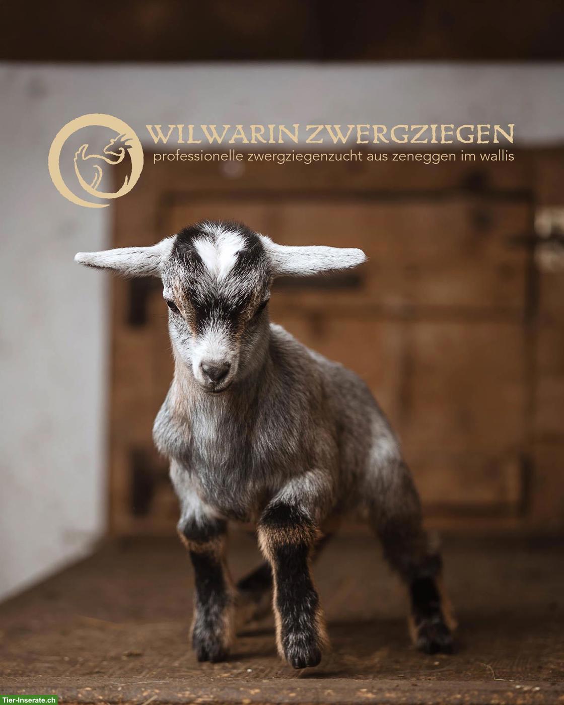 Bild 7: Wunderschöne Zwergziegen Gitzi zu verkaufen