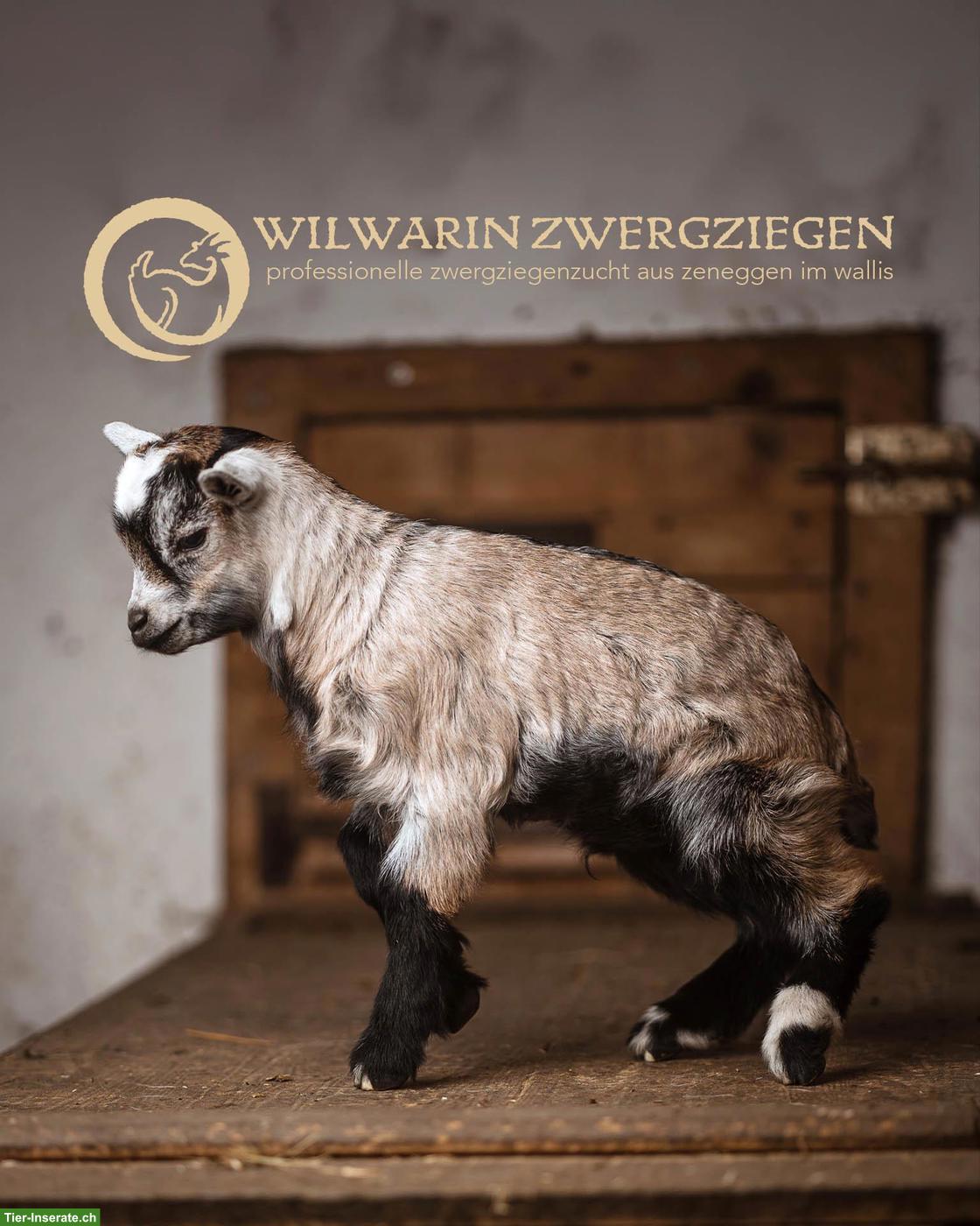 Bild 8: Wunderschöne Zwergziegen Gitzi zu verkaufen