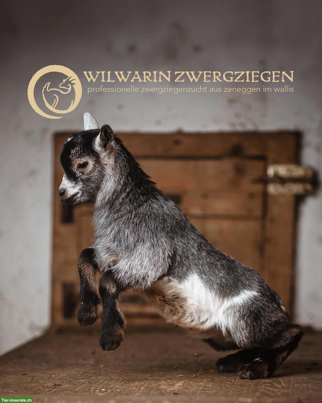 Bild 9: Wunderschöne Zwergziegen Gitzi zu verkaufen