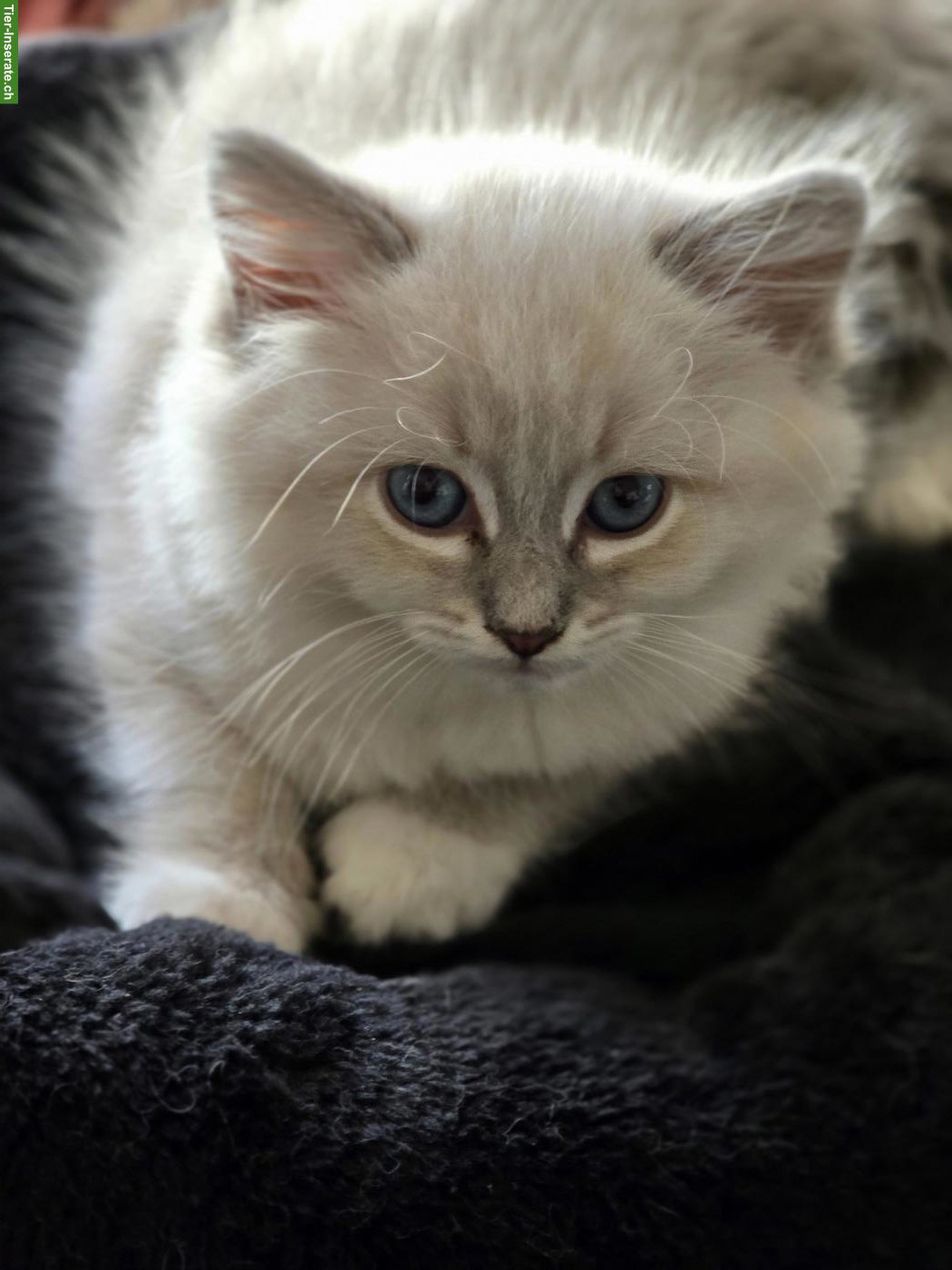 Ragdoll x Neva Masquarade Mix Kitten