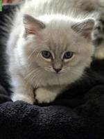 Ragdoll x Neva Masquarade Mix Kitten