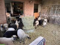 Junge Auen zu verkaufen, Shropshire, Suffolk & Engadiner Mix