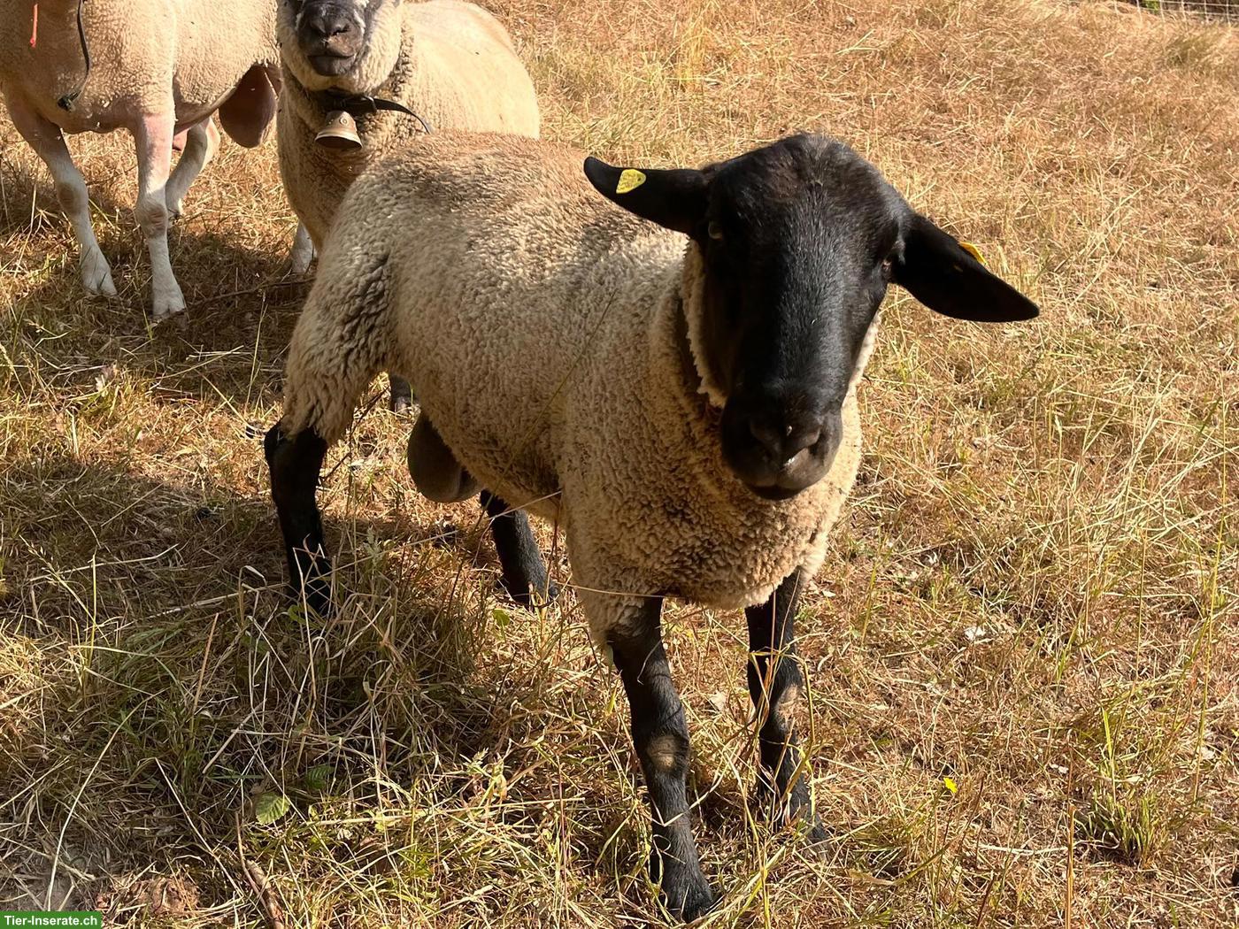 Suffolk Schafbock, Jg. 2024