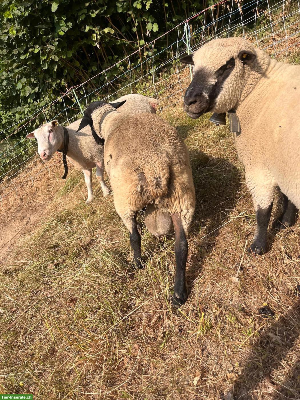 Bild 2: Suffolk Schafbock, Jg. 2024