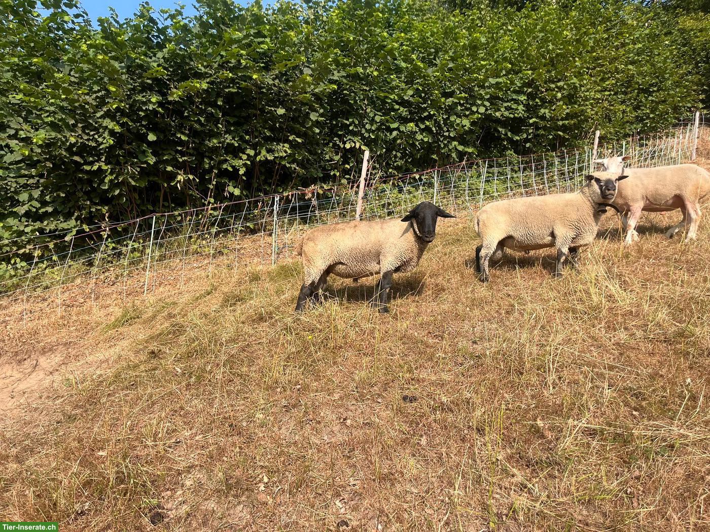 Bild 3: Suffolk Schafbock, Jg. 2024