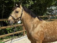 Hübsches Pony Wallach, 4-jährig, Falbe