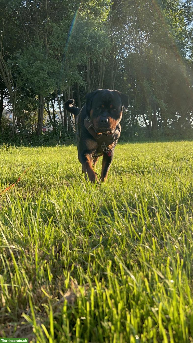 Rottweiler Hündin sucht SEHR DRINGEND ein neues Körbchen