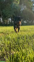Rottweiler Hündin sucht SEHR DRINGEND ein neues Körbchen