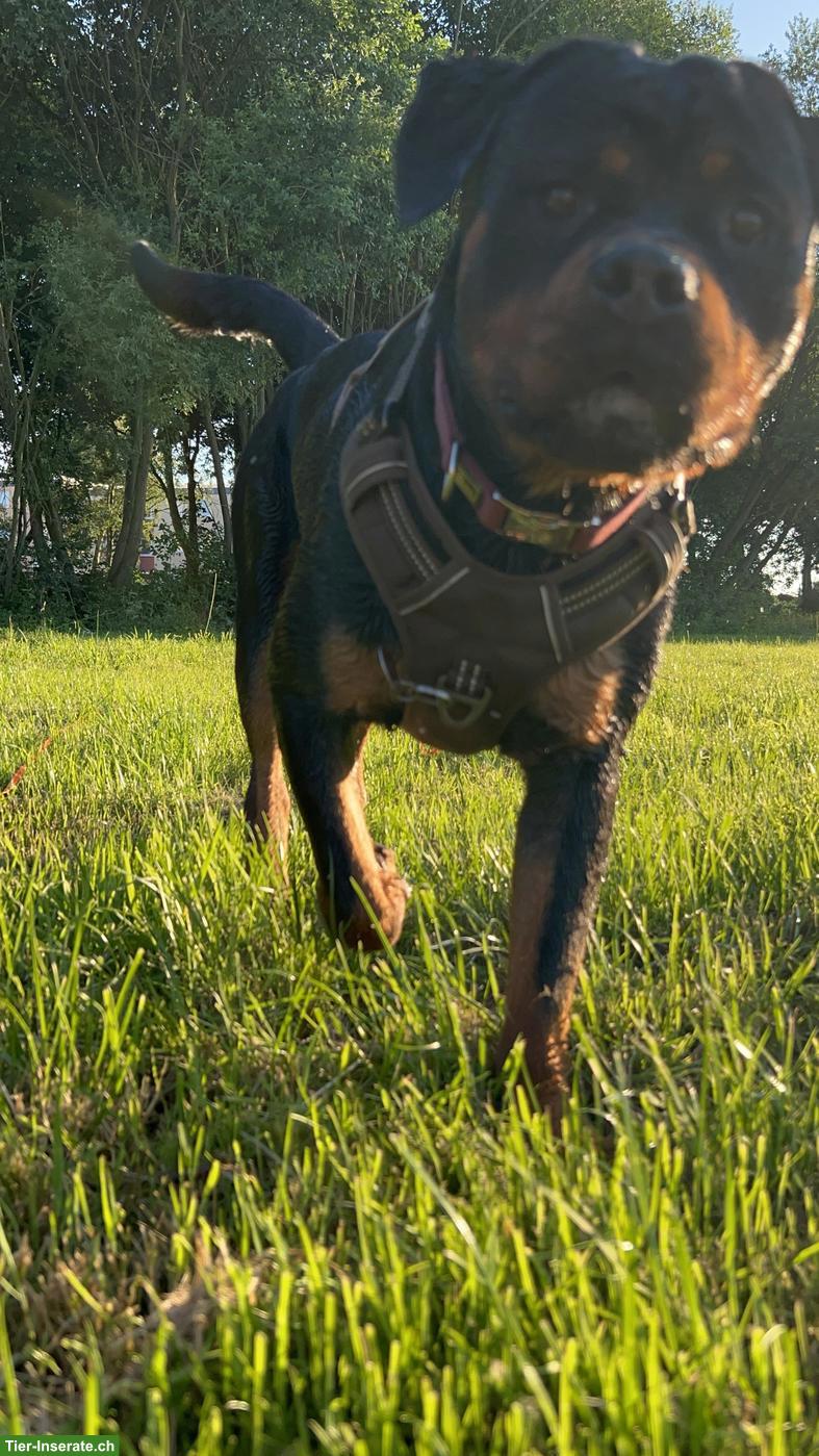 Bild 2: Rottweiler Hündin sucht SEHR DRINGEND ein neues Körbchen
