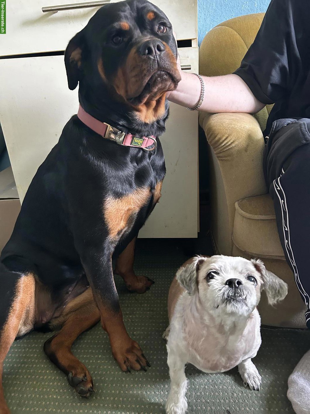 Bild 3: Rottweiler Hündin sucht SEHR DRINGEND ein neues Körbchen
