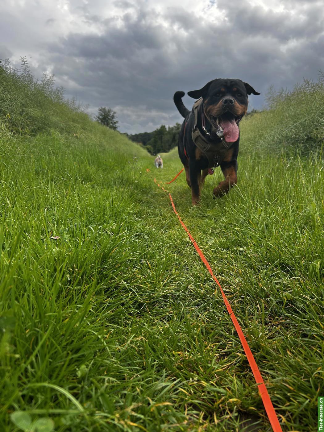 Bild 4: Rottweiler Hündin sucht SEHR DRINGEND ein neues Körbchen