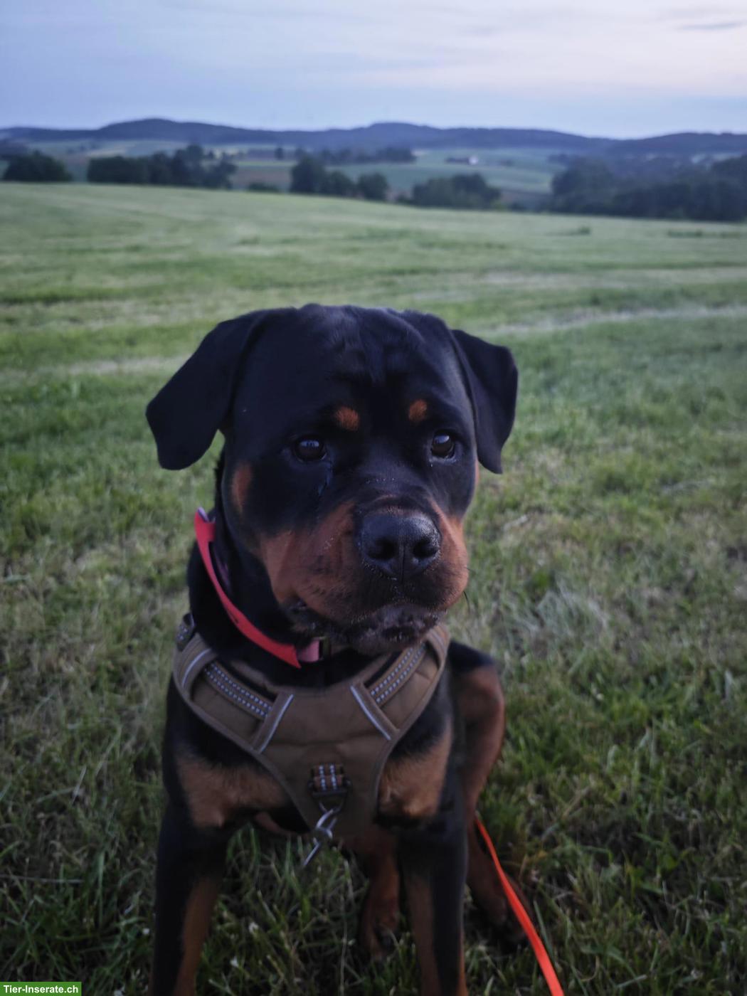 Bild 5: Rottweiler Hündin sucht SEHR DRINGEND ein neues Körbchen
