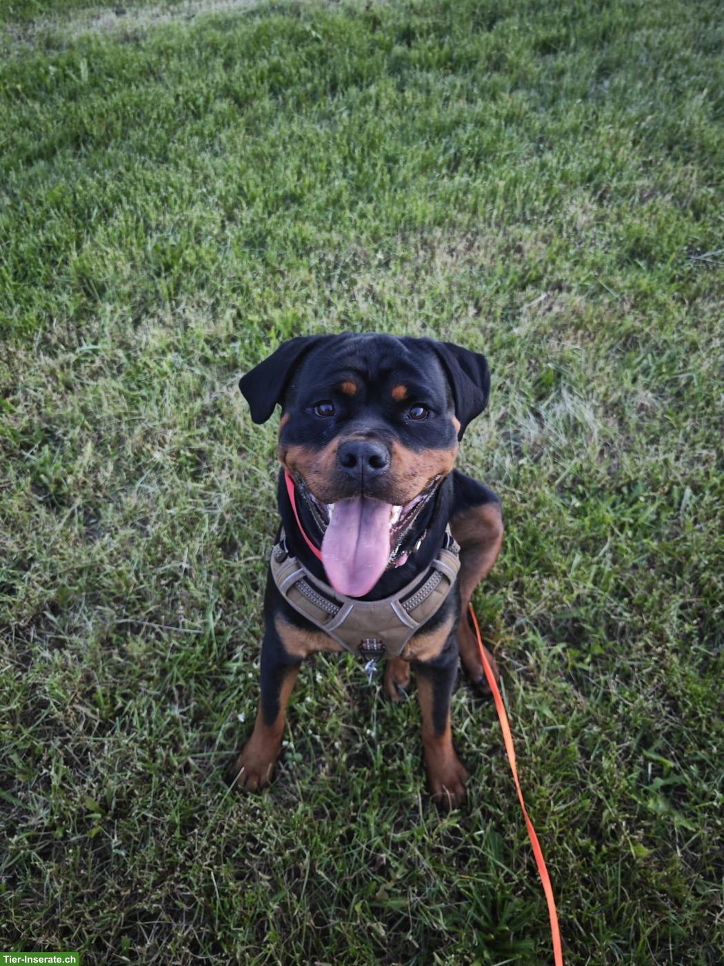 Bild 6: Rottweiler Hündin sucht SEHR DRINGEND ein neues Körbchen