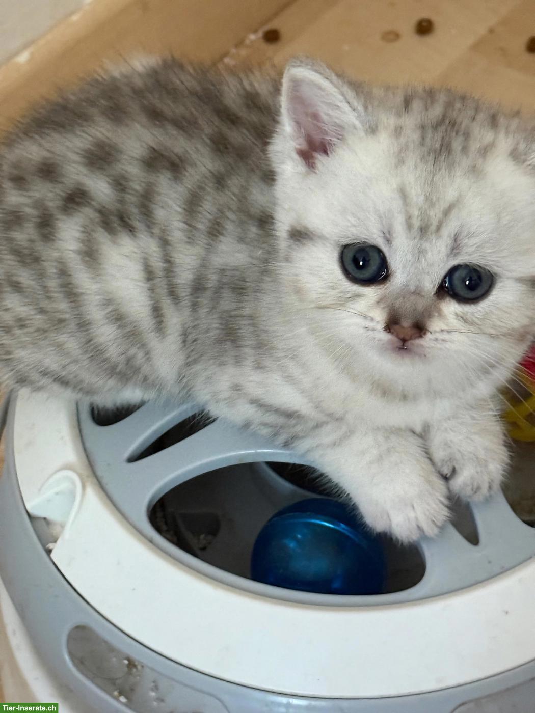 Süsse BKH Kitten in silbernen Farben