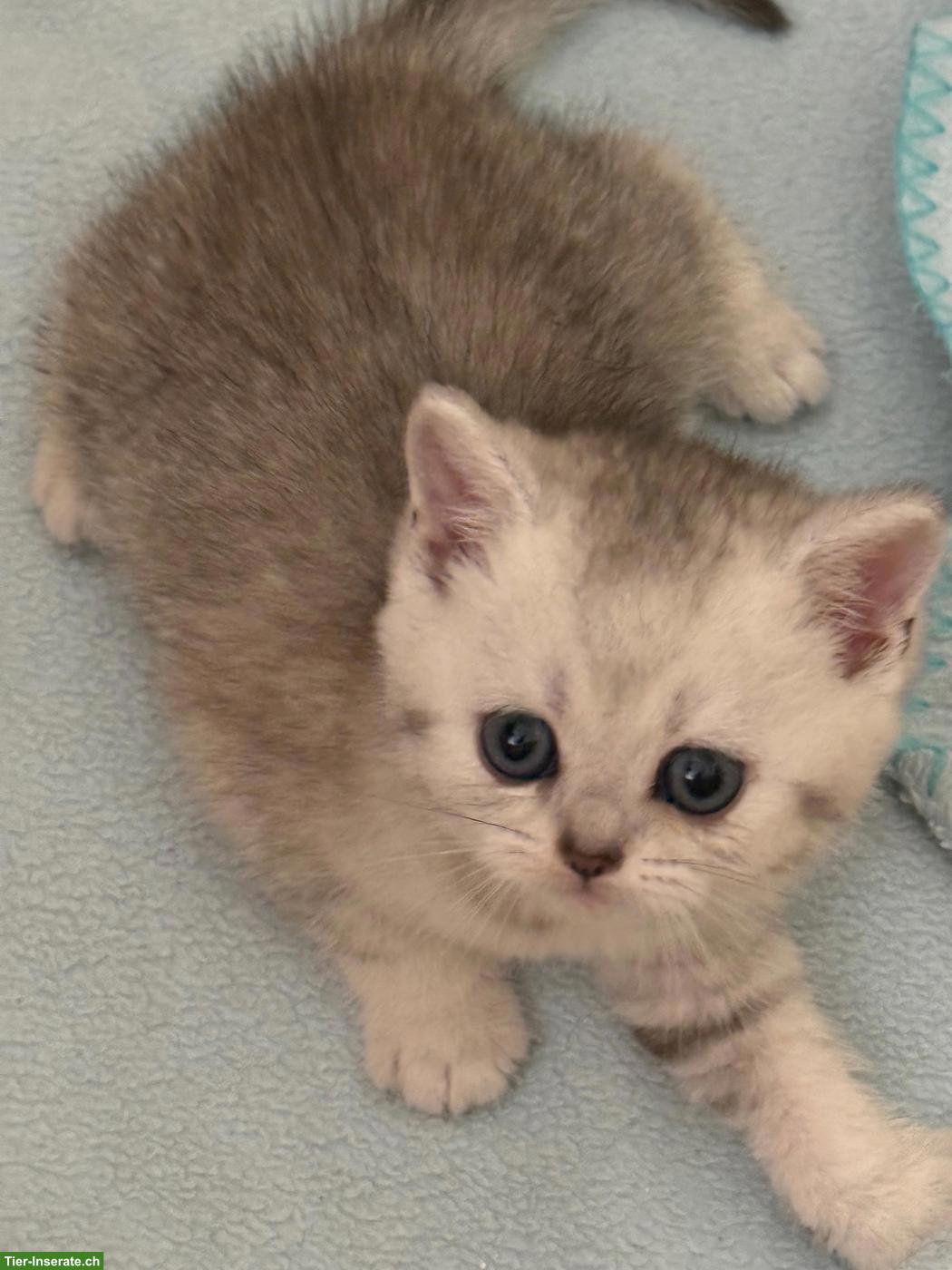 Bild 2: Süsse BKH Kitten in silbernen Farben