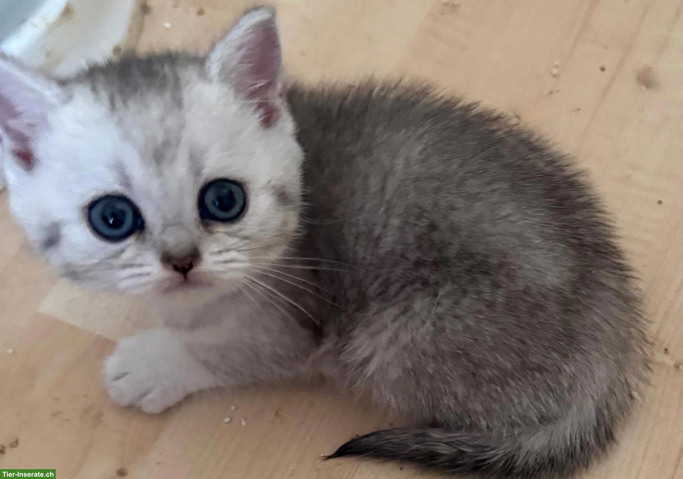 Bild 3: Süsse BKH Kitten in silbernen Farben