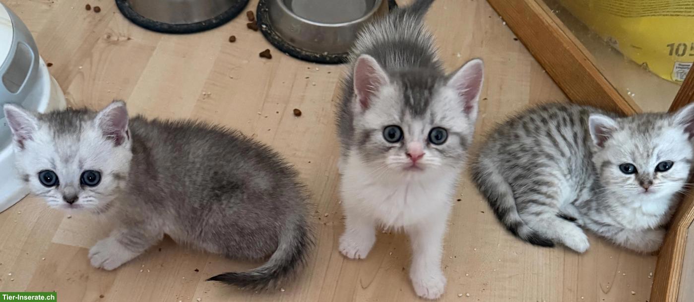 Bild 4: Süsse BKH Kitten in silbernen Farben