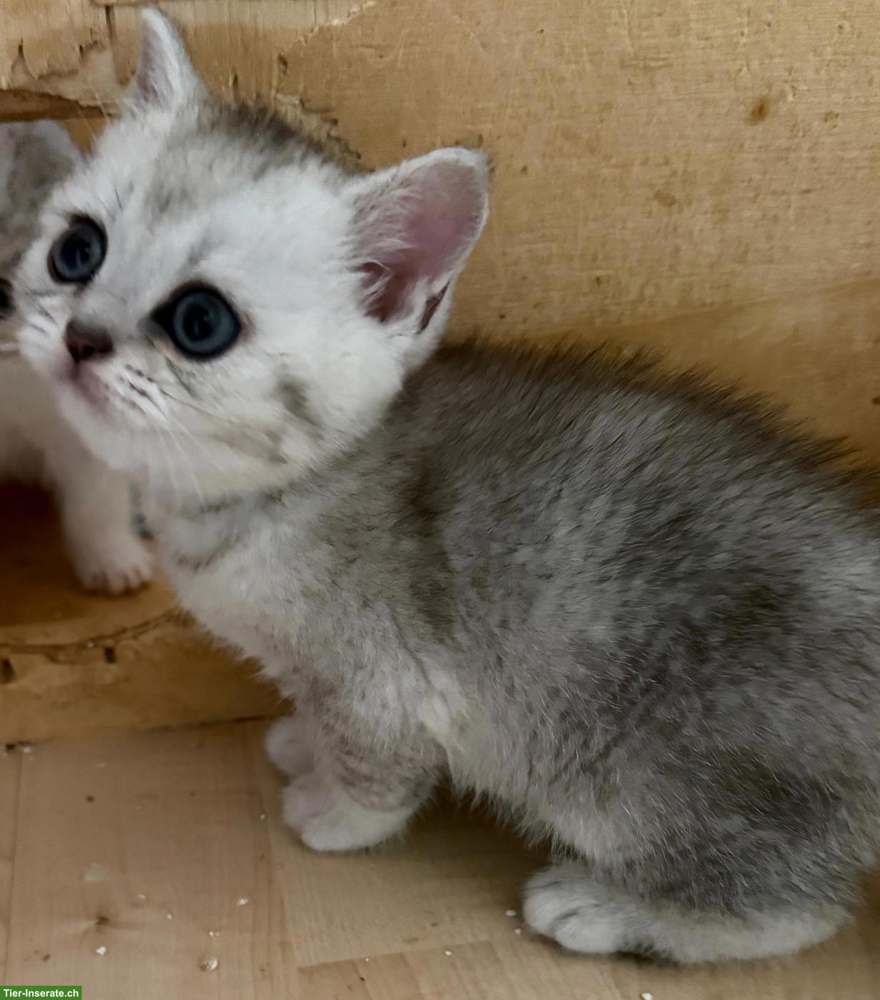 Bild 5: Süsse BKH Kitten in silbernen Farben