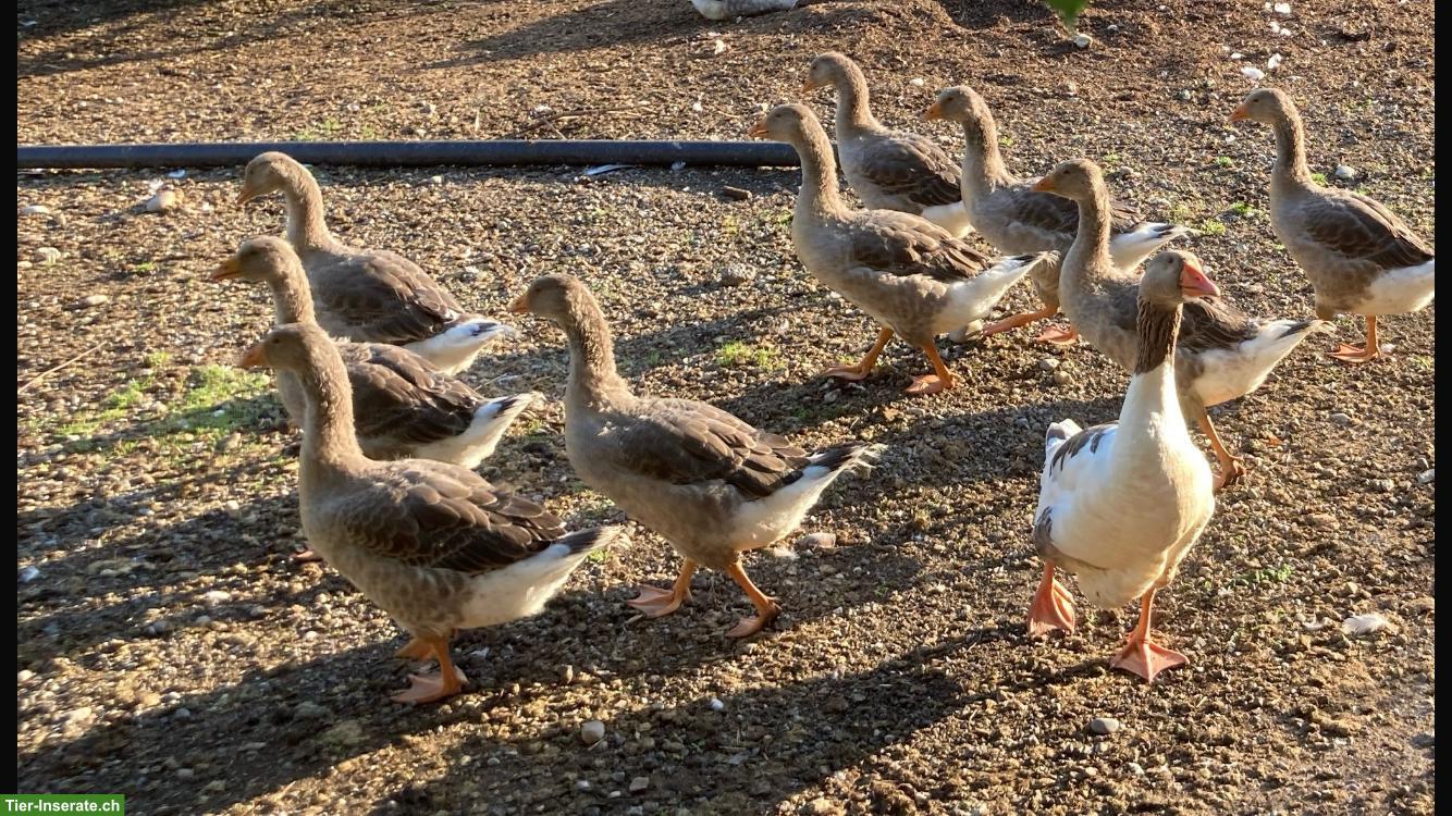 Diverse Gänse verschiedene Rassen