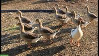 Diverse Gänse verschiedene Rassen