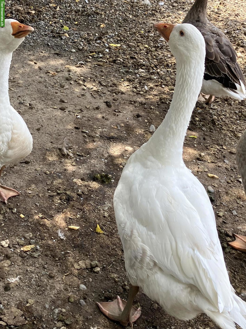 Bild 2: Diverse Gänse verschiedene Rassen