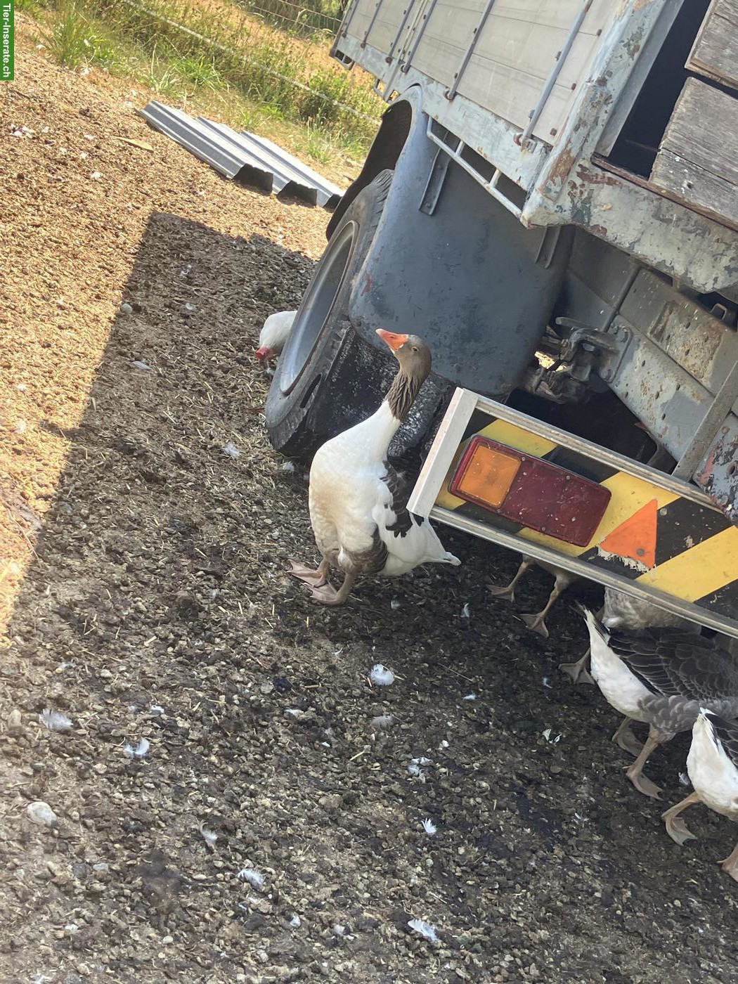 Bild 3: Diverse Gänse verschiedene Rassen